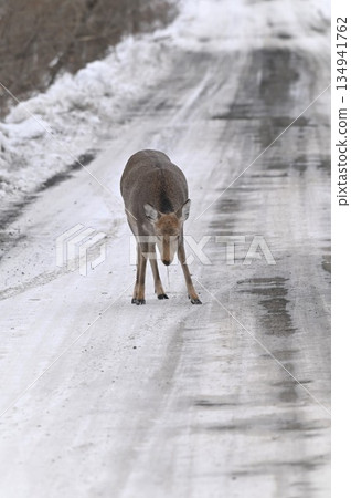 Ezo deer walking in the snow 134941762