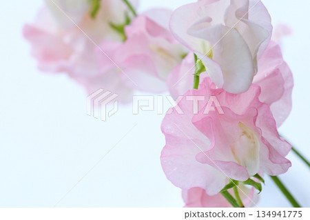 Pale pink sweet peas Pale pink sweet peas 134941775