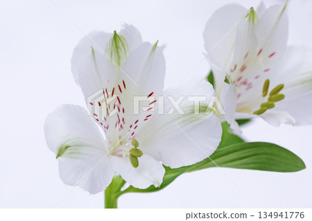 White alstroemeria White alstroemeria 134941776