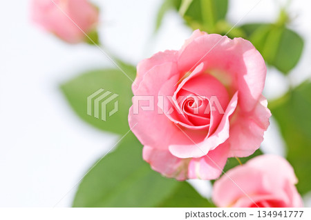 Rose of pink 134941777