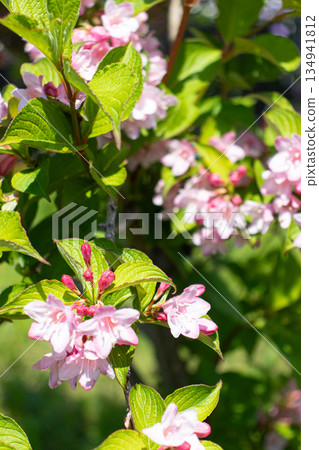 Early summer flower garden Early summer flower garden 134941812