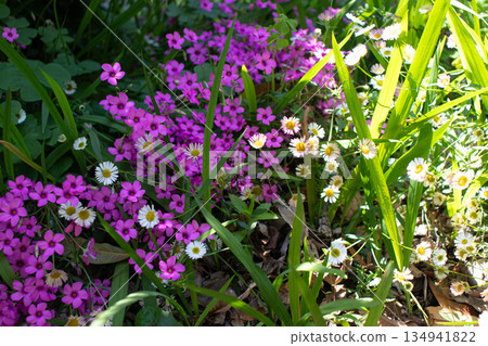 Early summer flower garden Early summer flower garden 134941822