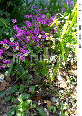 Early summer flower garden Early summer flower garden 134941823