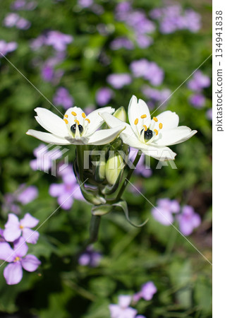Early summer flower garden Early summer flower garden 134941838