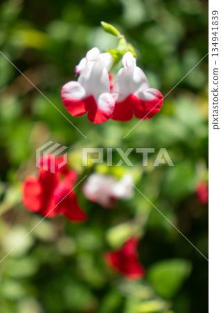 Early summer flower garden Early summer flower garden 134941839