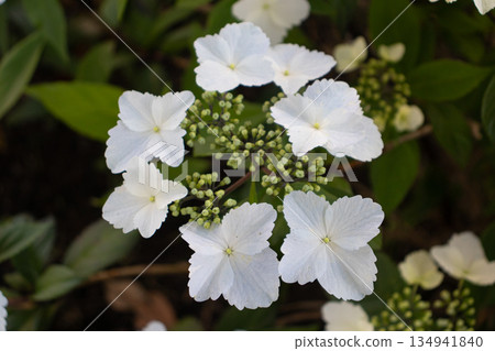 Early summer flower garden Early summer flower garden 134941840