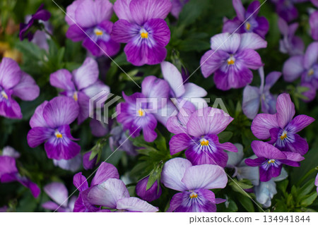 Early summer flower garden Early summer flower garden 134941844