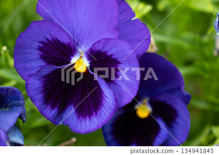 Early summer flower garden 134941845