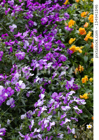Early summer flower garden 134941846
