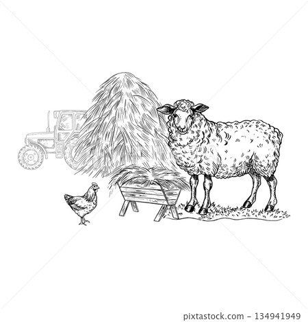 A sheep eating hay in front of a haystack and a tractor. Black and white vector illustration drawn by hand. Agricultural yard. Perfect for farms or agriculture. For packaging and banners. 134941949