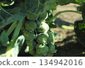 Cultivation of brussels sprouts 134942016