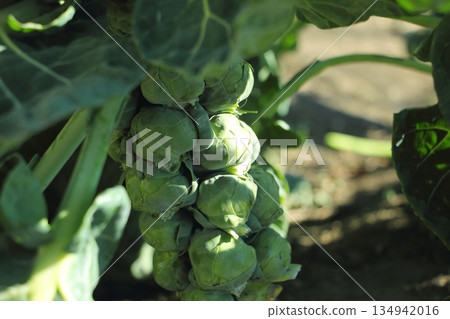 Cultivation of brussels sprouts Cultivation of brussels sprouts 134942016