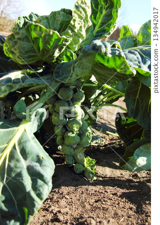 Cultivation of brussels sprouts Cultivation of brussels sprouts 134942017