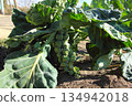 Cultivation of brussels sprouts 134942018