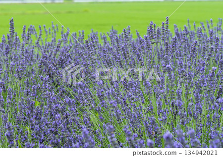 薰衣草 薰衣草 134942021