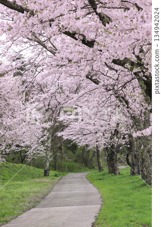 宇山櫻花樹線 宇山櫻花樹線 134942024