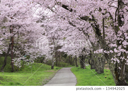Uyama Cherry Blossom Tree Line 134942025