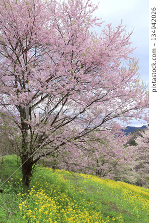 六鄉夢農場的櫻花 六鄉夢農場的櫻花 134942026