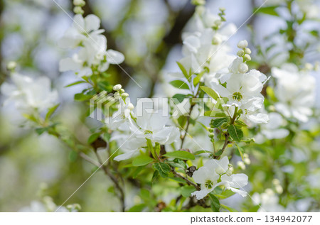 Liqubai Liqubai 134942077