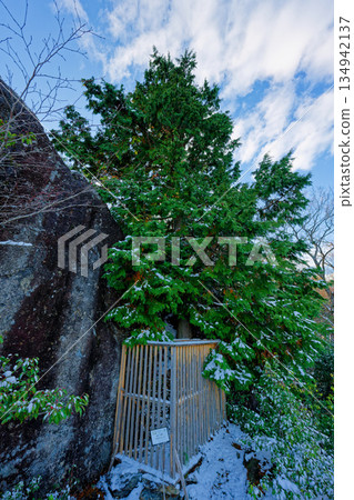 Tengu Rock Cypress Tengu Rock Cypress 134942137