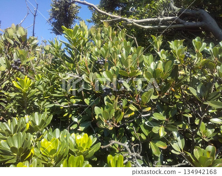 Black purple ripe syringa fruit Black purple ripe syringa fruit 134942168