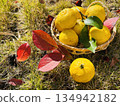 Harvested citron 134942182