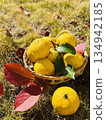 Harvested citron 134942185