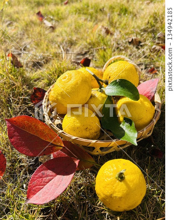 收穫的香櫞 134942185