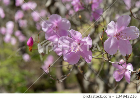 Akashiyoshio Akashiyoshio 134942216