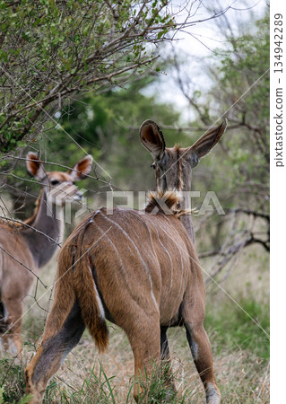 Two kudu standing among green trees and bushes in the wild 134942289