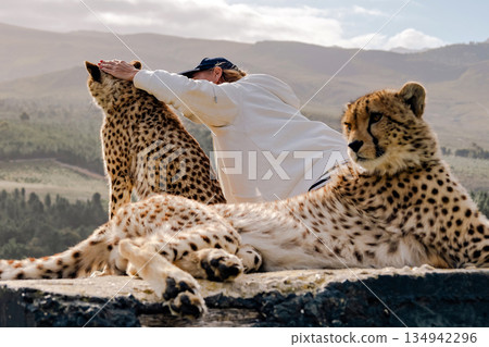 Woman petting and interacting with two cheetahs in an outdoor setting 134942296
