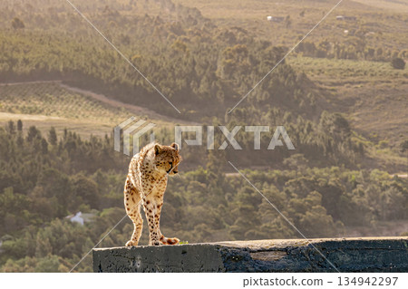 Cheetah standing on a concrete ledge with a vast, hazy, green landscape 134942297