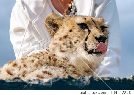 Cheetah cub with tongue out while being held by a woman 134942298