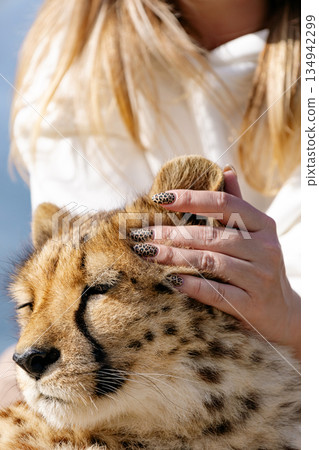 Woman petting a cheetah. Conservation and wildlife protection concept 134942299