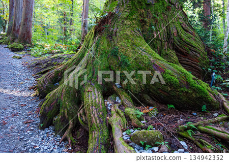 通往戶隱神社的路上生長著巨大的雪松根。 134942352