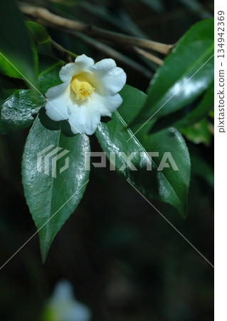 白山茶花,侘助 白山茶花,侘助 134942369