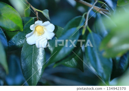 白山茶花,侘助 白山茶花,侘助 134942370