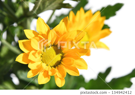 菊花（噴霧菊花） 134942412