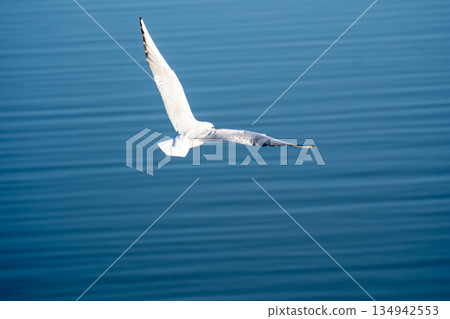 黑頭鷗飛過水面 134942553