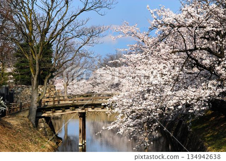 Cherry blossoms around Matsumoto Castle moat and Mt. Chogatake 134942638