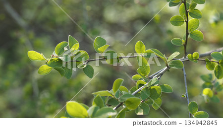 spring cotoneaster leaves in the morning spring cotoneaster leaves in the morning 134942845