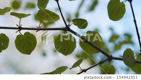 green leaves on branch in spring morning green leaves on branch in spring morning 134942851
