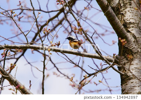 Varied tit perched on a branch Spring natural scenery Varied tit perched on a branch Spring natural scenery 134942897