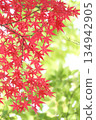 紅楓 134942905