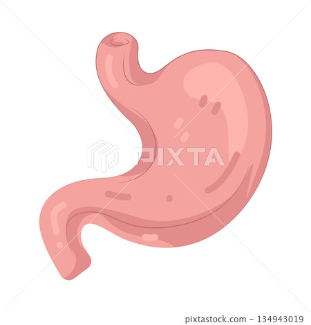 Illustration of human stomach Illustration of human stomach 134943019