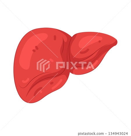Illustration of human liver 134943024