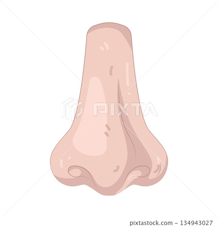 Illustration of human nose 134943027