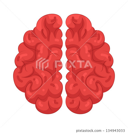 Illustration of human brain Illustration of human brain 134943033