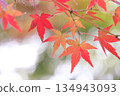 明亮的秋葉 134943093