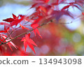 明亮的秋葉 134943098